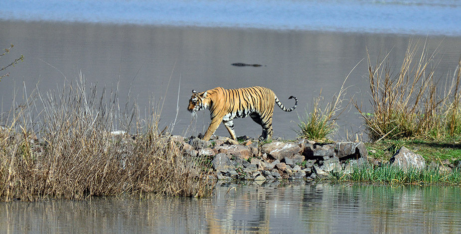 Ranthambore National Park